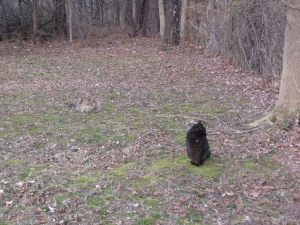 My Girl  and the well camouflaged one is Sister (SIssy).  Taking a break in our walk to rest up.